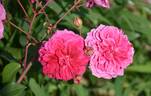 Ivor's Rose rose photo