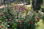 Dick Clark rose photo