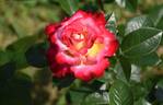 Dick Clark rose photo
