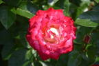 Dick Clark rose photo