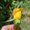 Gold Glow rose photo