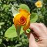 Gold Glow rose photo