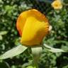 Gold Glow rose photo