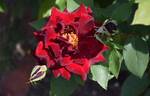 Kuroshinju rose photo