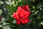 Grande Amore ® rose photo