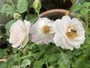 Florence Delattre ® rose photo
