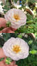 Florence Delattre ® rose photo