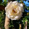 Elvis ® rose photo