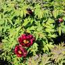 Pluto peony photo