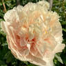 Europa peony photo