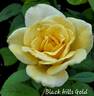 Black Hills Gold rose photo