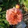 Adobe Sunrise™ rose photo