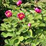 <i>P. mascula</i> subsp. <i>mascula</i> Stearn peony photo