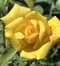 Black Hills Gold rose photo