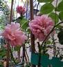 Princess Alexandra of Kent rose photo