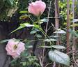 Château de Barbeyrolles rose photo