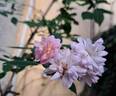 Little Rambler rose photo