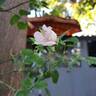 La Sauvagine Terre et Passion rose photo