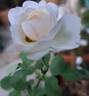 Fragrant Old White rose photo
