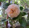 Donatella rose photo
