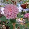 Princess Alexandra of Kent rose photo