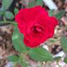 Ruby Ruby ™ rose photo