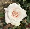 Falon rose photo