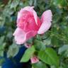True Compassion rose photo