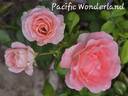 Pacific Wonderland rose photo