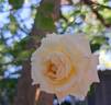 La Sauvagine Terre et Passion rose photo