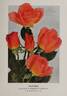 Signora rose photo