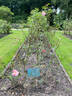 Old Blush rose photo