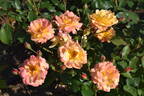 Souvenir d'Anne Frank rose photo