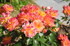 Souvenir d'Anne Frank rose photo