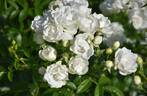Sneprinsesse ® rose photo