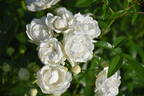 Sneprinsesse ® rose photo