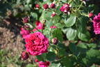 Erinnerung an Schloss Scharfenstein rose photo