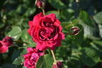 Erinnerung an Schloss Scharfenstein rose photo