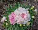 Auten's Pride peony photo
