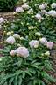 Auten's Pride peony photo
