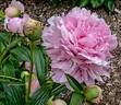 Archie Brand peony photo