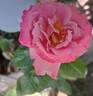Alexandra David Neel rose photo