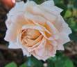 André le Nôtre ® rose photo