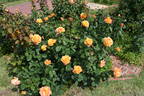 Strike It Rich ™ rose photo