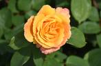 Strike It Rich ™ rose photo