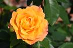 Strike It Rich ™ rose photo