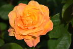 Strike It Rich ™ rose photo
