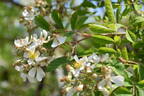 <i>Rosa multiflora</i> Thunb. rose photo