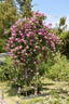 R. multiflora platyphylla rose photo