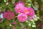 R. multiflora platyphylla rose photo